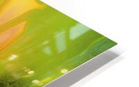Winta HD Metal print