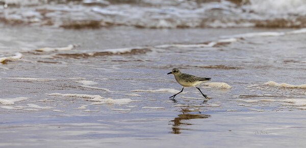 Having a Piping Plover Time Digital Download