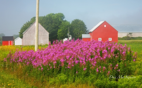 Foggy Day on the Farm Digital Download