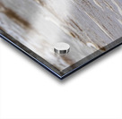 Having a Piping Plover Time Acrylic print