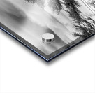 The Poor old Spruce Acrylic print