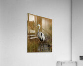 Time for Lunch Acrylic Print