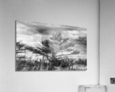 The Poor old Spruce Acrylic Print