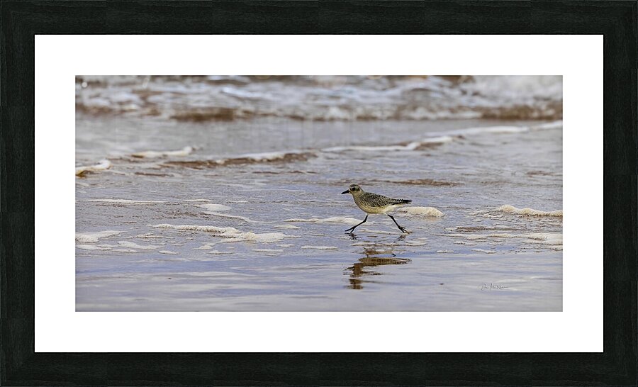 Having a Piping Plover Time Picture Frame print
