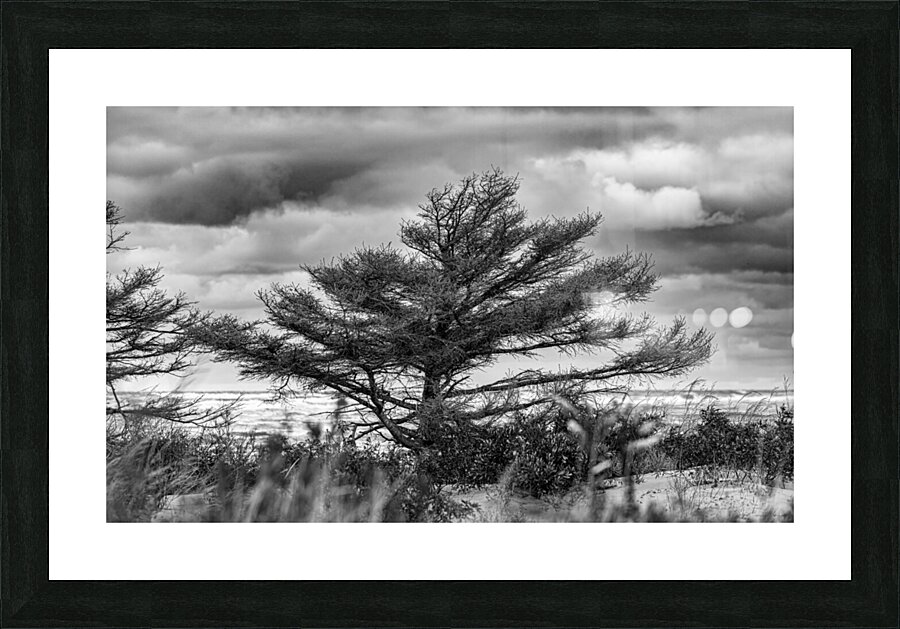 The Poor old Spruce Picture Frame print