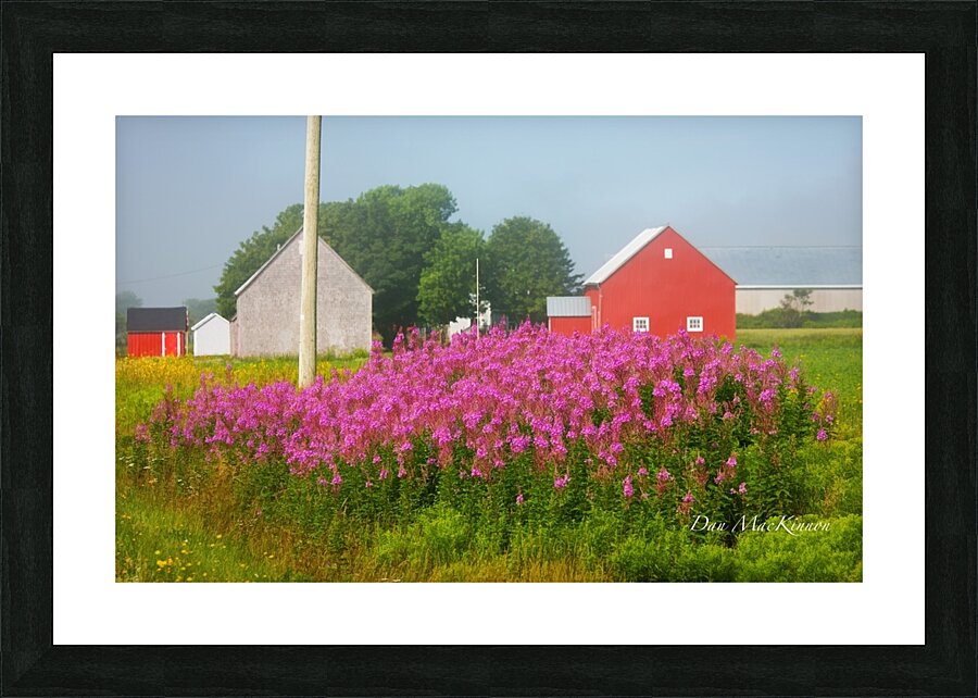 Foggy Day on the Farm Picture Frame print