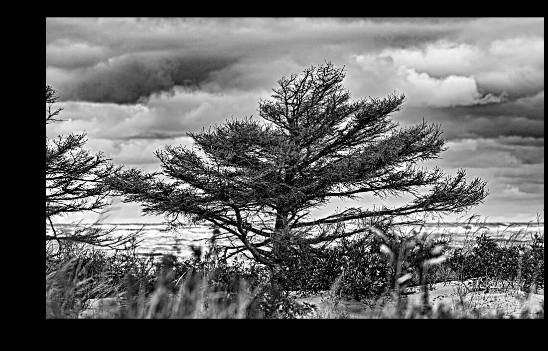 The Poor old Spruce Reproduction