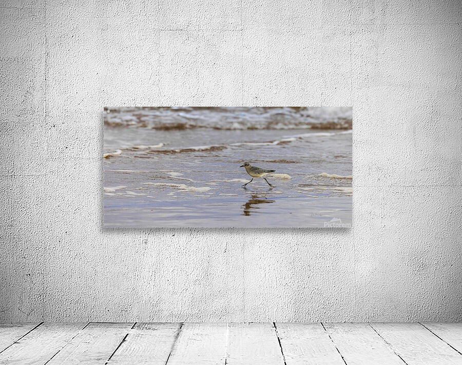 Having a Piping Plover Time Wall Preview