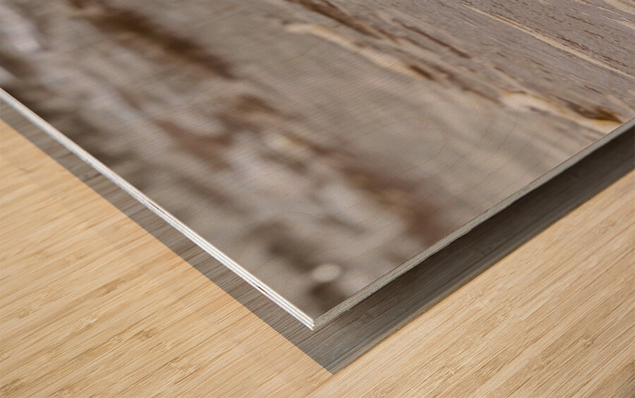 Having a Piping Plover Time Wood print