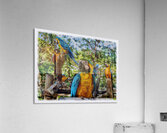 Blue and Gold Macaws Acrylic Print