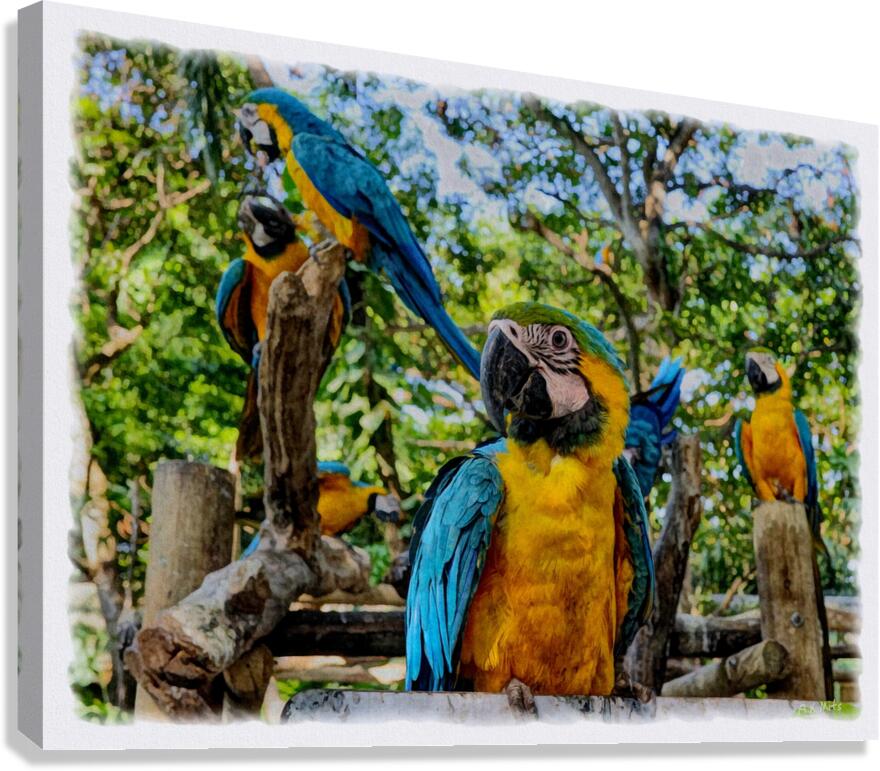 Blue and Gold Macaws Canvas Print