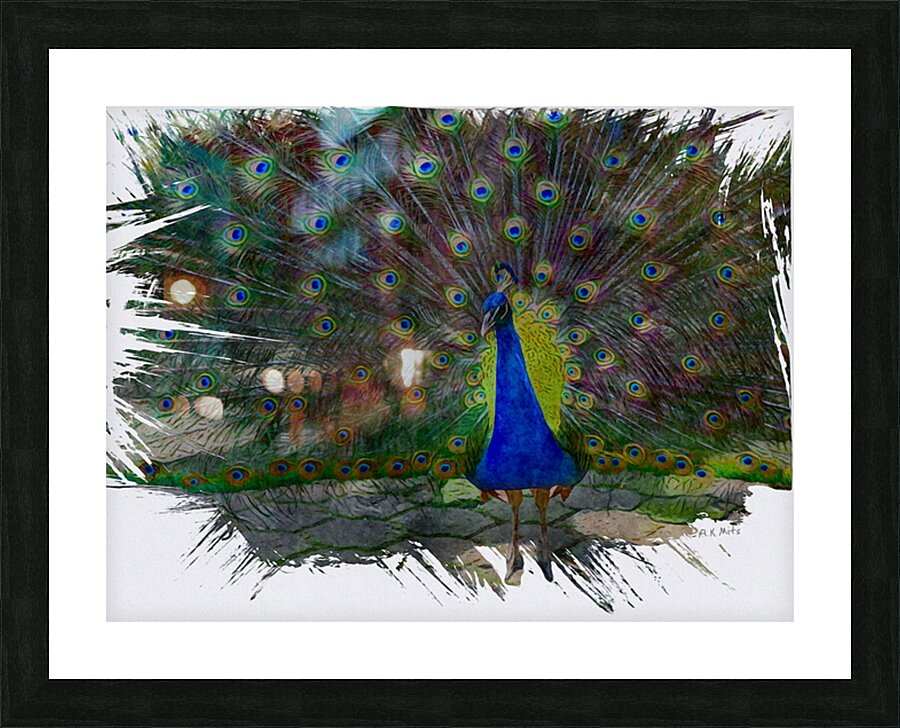 The Show Off  Picture Frame print