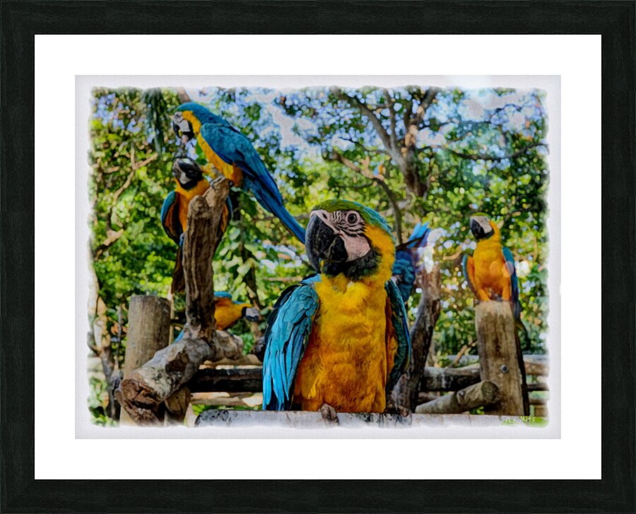 Blue and Gold Macaws Picture Frame print