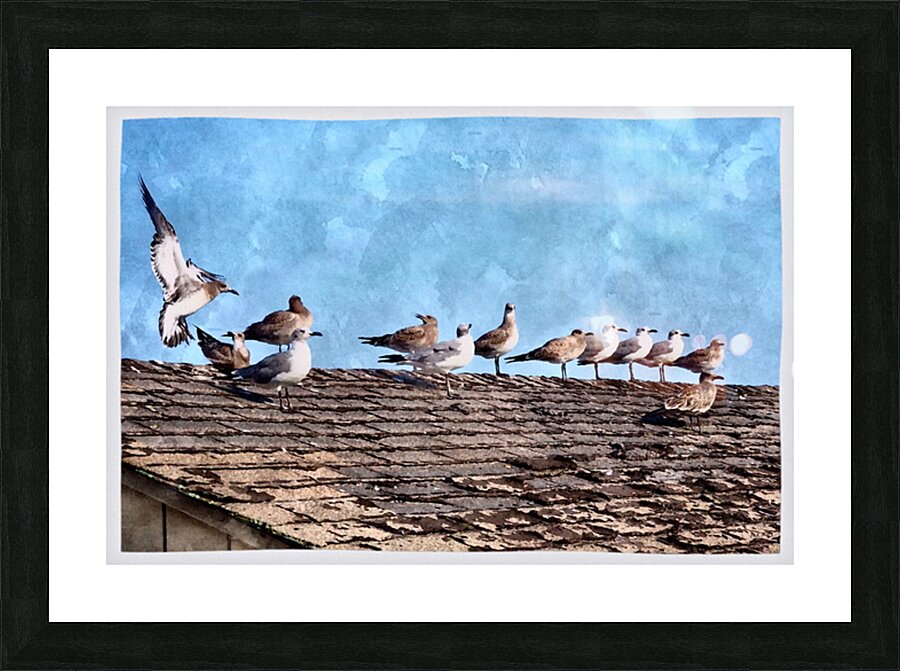 Seabirds Station Picture Frame print