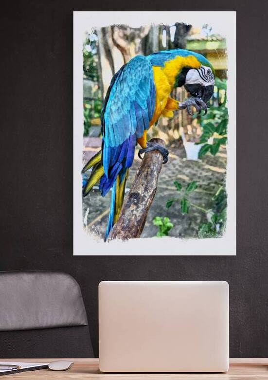 Blue and Gold Macaw Parrot Profile Portrait by A K Mits Imagery