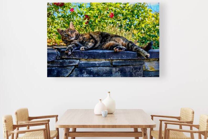 The Lounging Cat by A K Mits Imagery