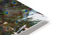 The Show Off  HD Metal print