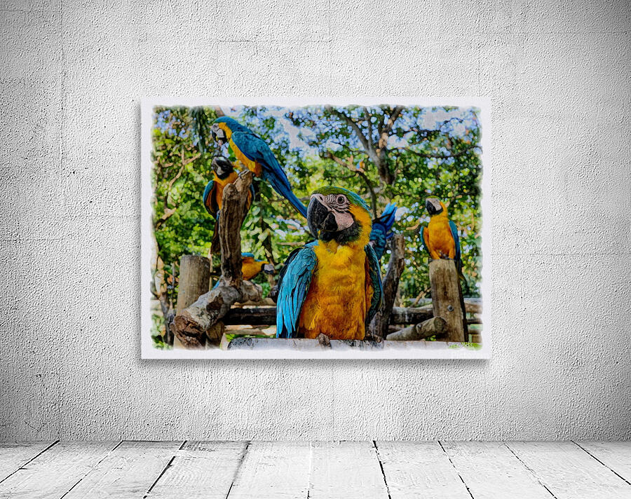 Blue and Gold Macaws Wall Preview