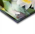 Water Lily Acrylic print
