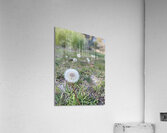 Dandelion  Acrylic Print