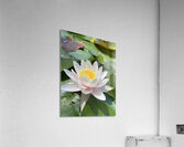 Water Lily Acrylic Print