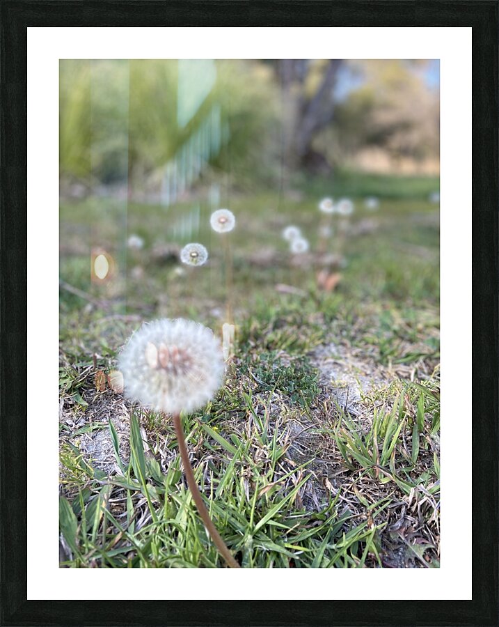 Dandelion  Picture Frame print