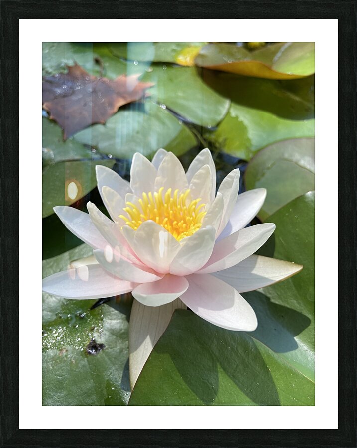 Water Lily Picture Frame print