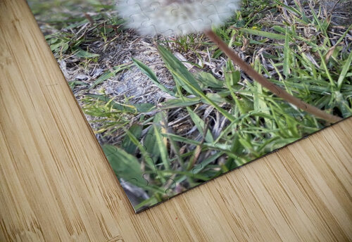 Dandelion  Michi puzzle