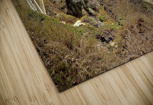 Big Sur Michi puzzle