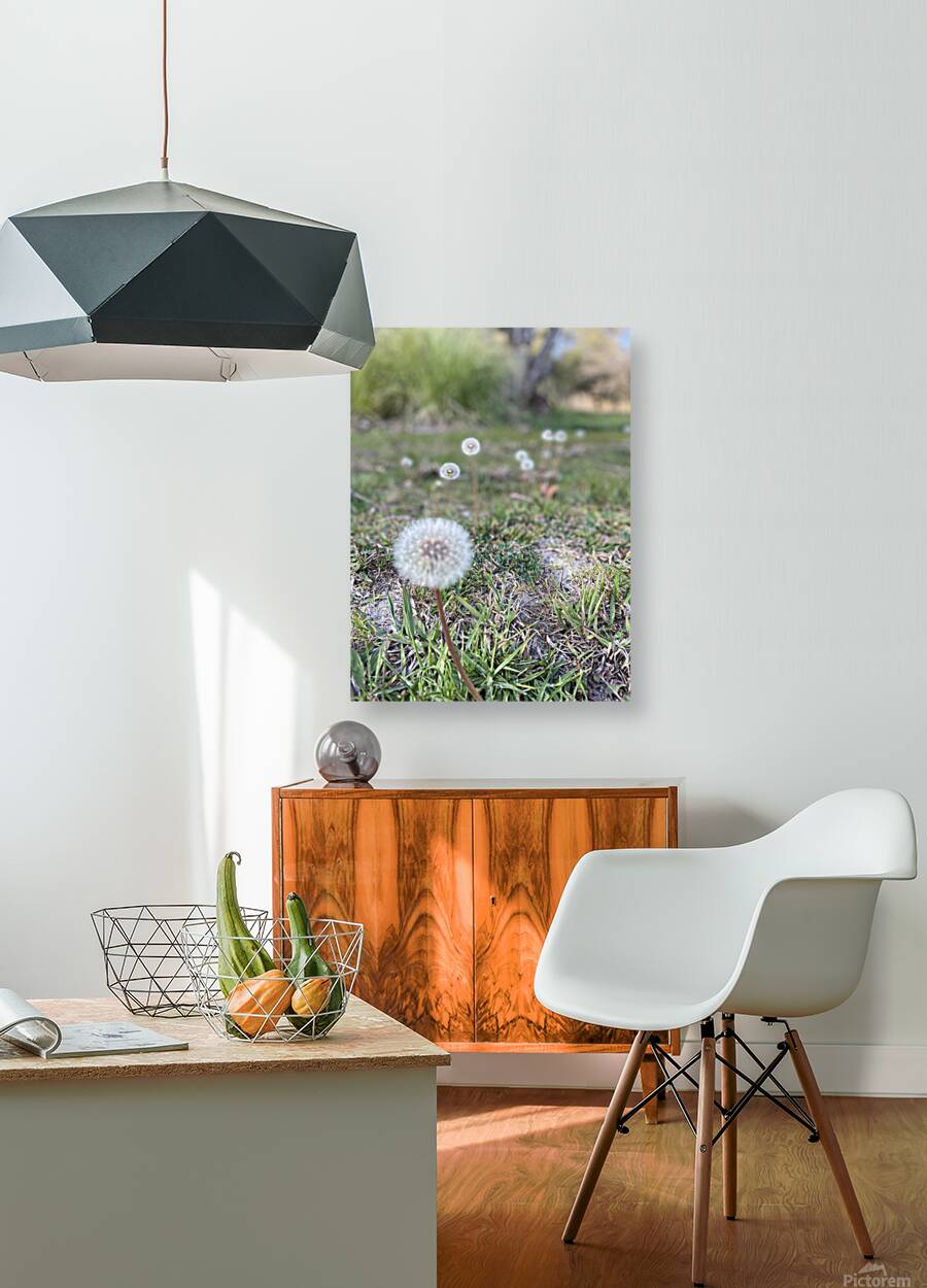 Dandelion  Reproduction