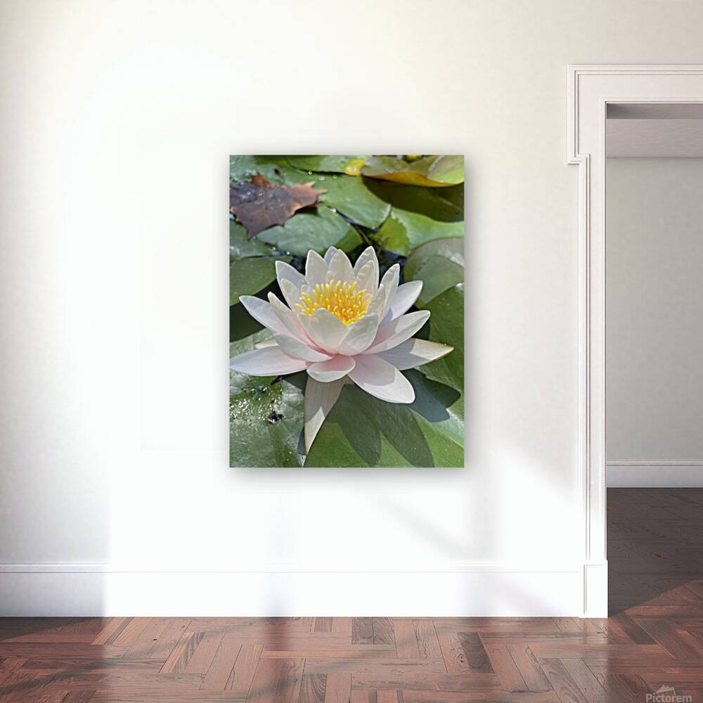 Water Lily Reproduction
