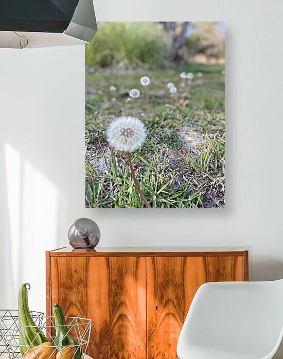 Dandelion  by Michi