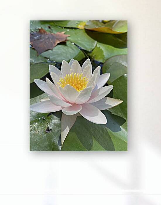 Water Lily by Michi