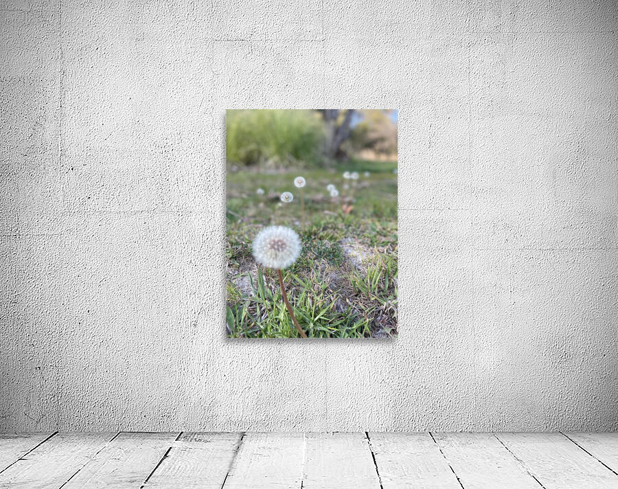 Dandelion  Wall Preview
