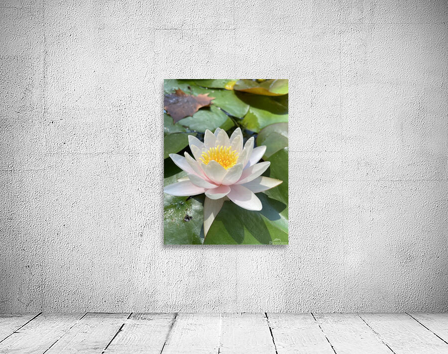 Water Lily Wall Preview