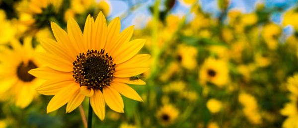 Flower Power Digital Download