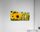 Flower Power Acrylic Print