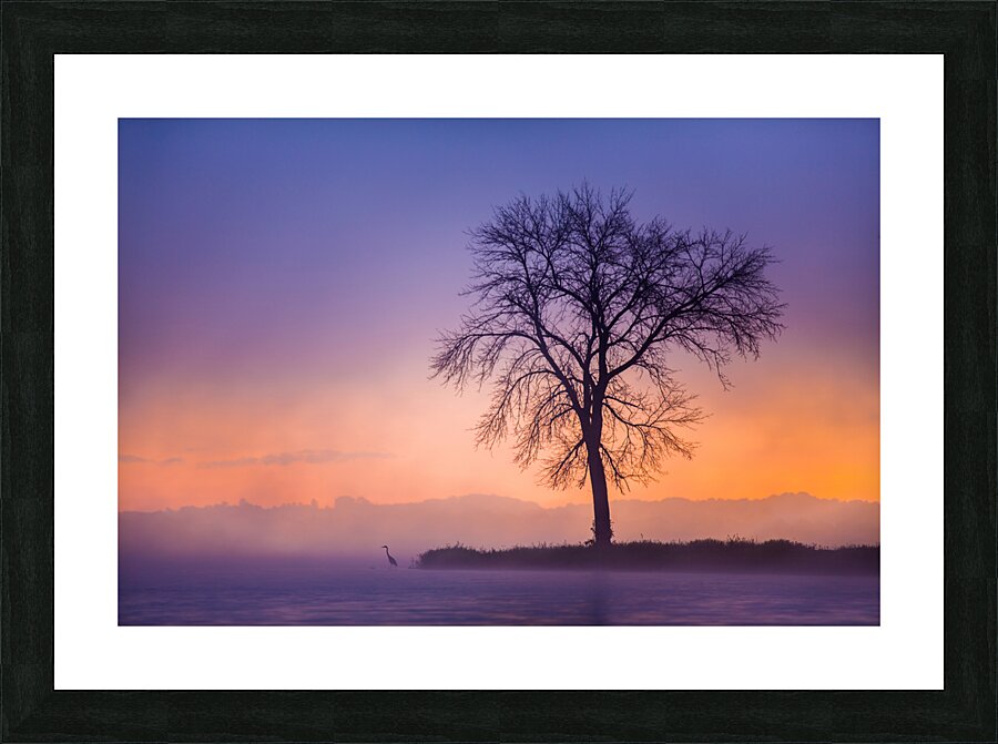 Blue Heron Picture Frame print