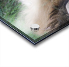 Lion Sleeping Acrylic print