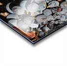 Grapevine Acrylic print