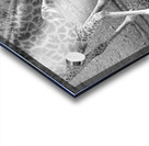Giraffe BW Acrylic print