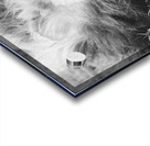 BW Lion Acrylic print