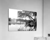 Pablo Tree Acrylic Print