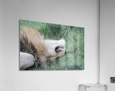Lion Sleeping Acrylic Print