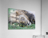 Lion Sleeping Acrylic Print