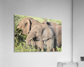 Elephant 7 Acrylic Print