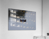Hippo Spying Acrylic Print