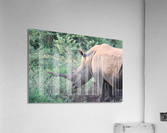Rhino 4 Acrylic Print