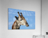 Giraffe Sky Acrylic Print
