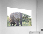 Elephant 6 Acrylic Print